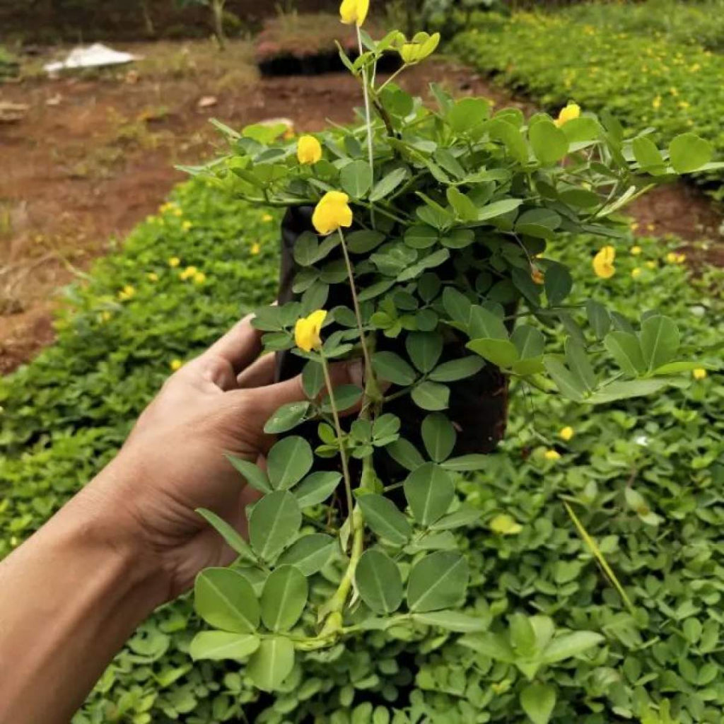 Sindo - Vibrant Yellow Peanut Plant  Add Cheer to Your Garden with Arachis Pintoi
