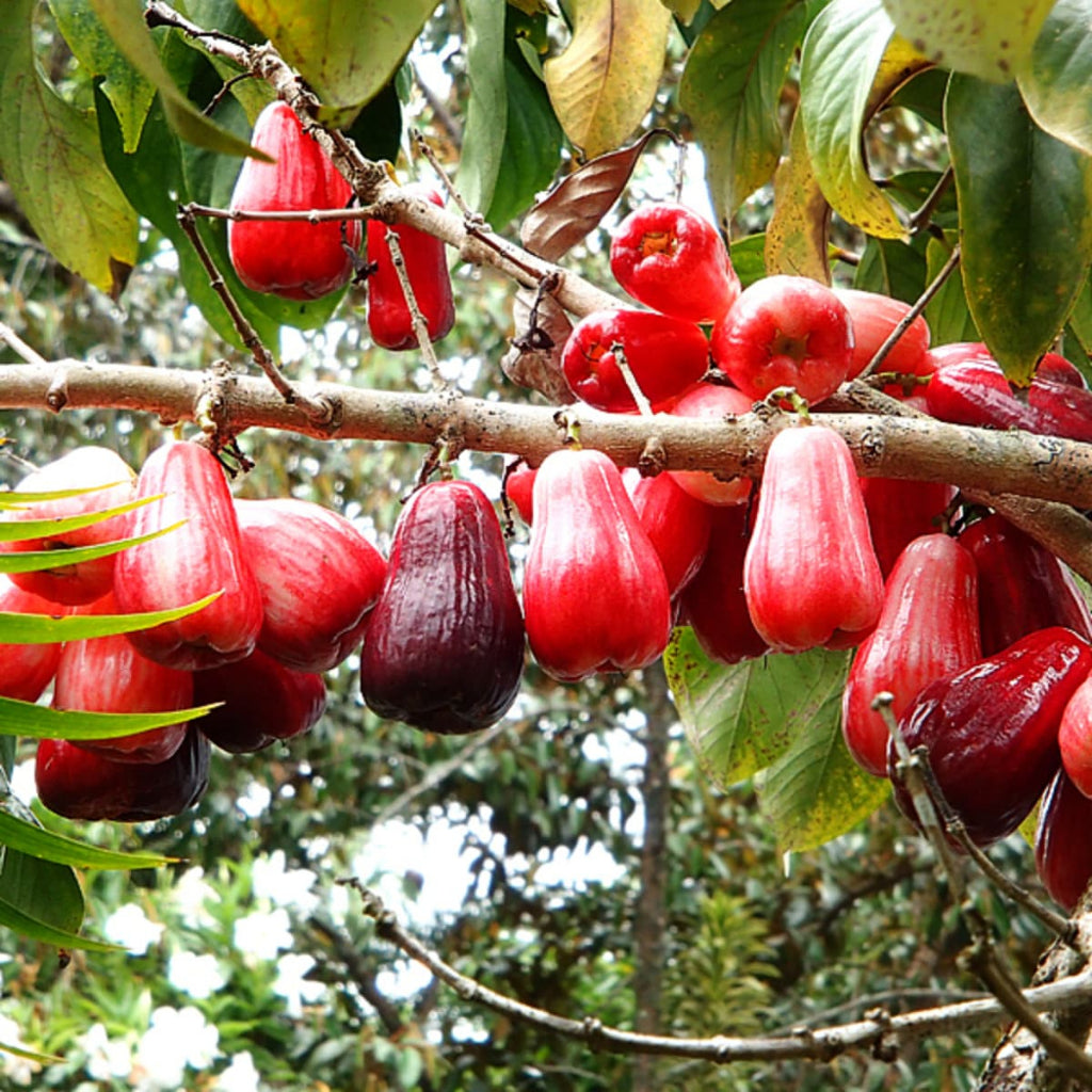 Sindo - Water Sugar Rose Apple   Exploring the Richness of Water Sugar Rose Apple Saplings