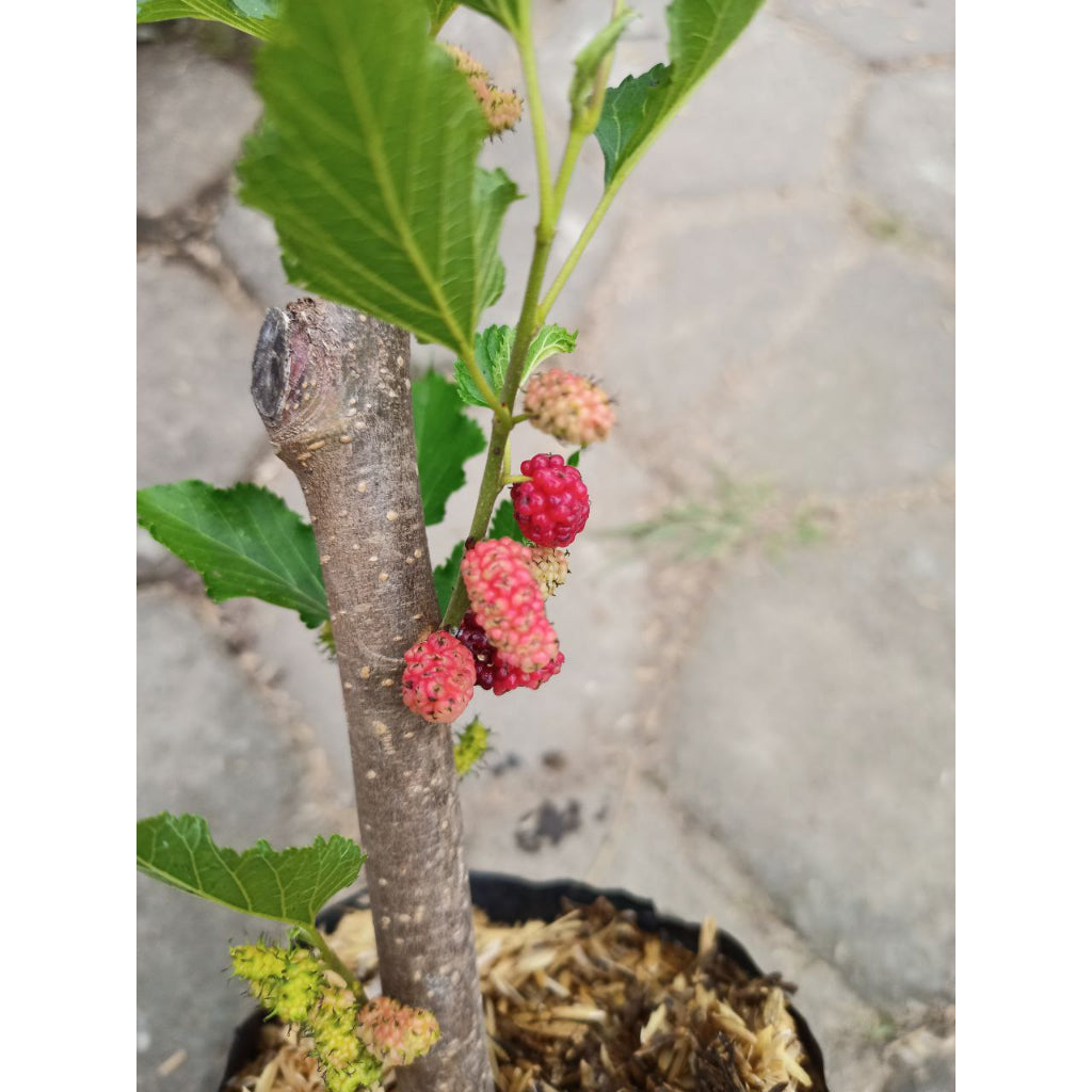 Sindo - Tropical Delight  Morus - Your Exquisite Mulberry Tree for Gardening Bliss