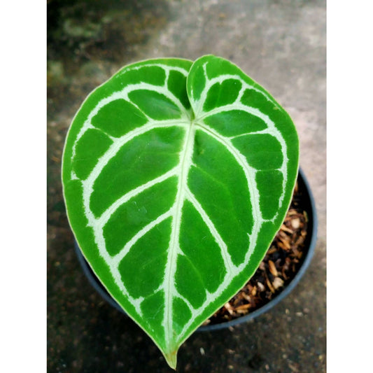 Sindo - Anthurium Magnificum Hybrid  Exquisite Beauty for Your Indoor Oasis