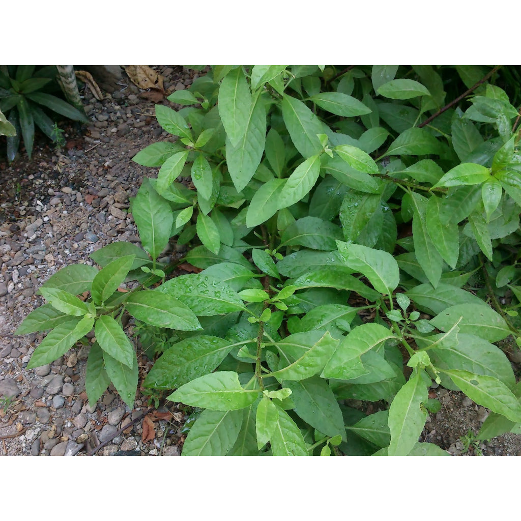 Sindo - Revitalize Your Garden with Gynura Procumbens  The Powerhouse of Longevity Spinach