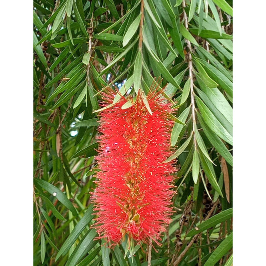 Sindo - Callistemon citrinus | Vibrant Lemon Bottlebrush for Indoor Garden & Citrus-Inspired Decor