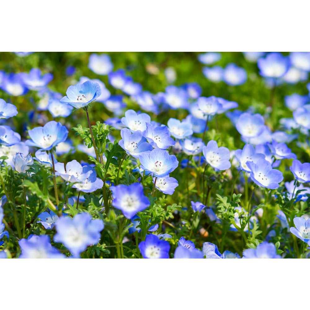 Sindo - Cultivating Baby Blue Flowers in the Lush Climate