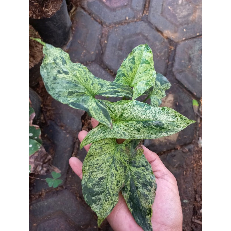 Sindo - Refreshing Beauty  Syngonium Mojito - A Must-Have for Your Garden