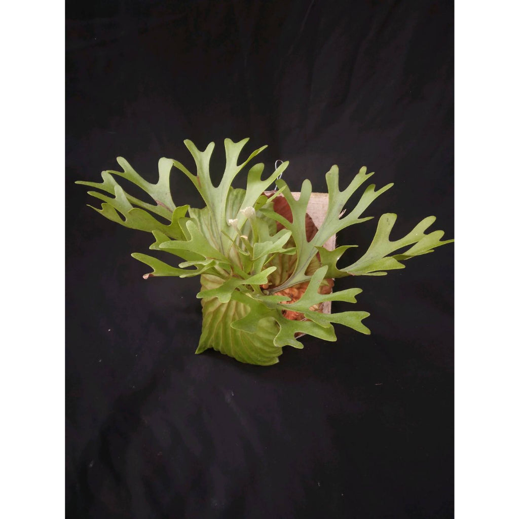 Sindo - Platycerium Ridleyi  A Majestic Indoor Plant for Gardening Enthusiasts
