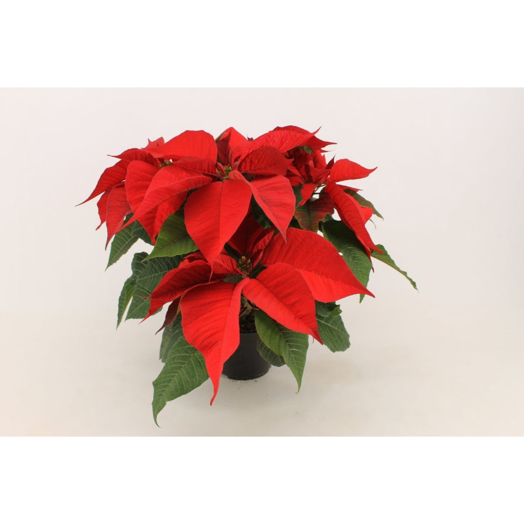 Sindo - Radiant Poinsettia  Euphorbia Pulcherrima, The Iconic Christmas Flower for Your Garden