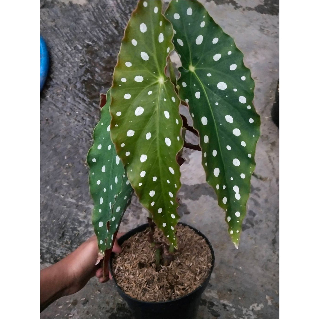 Sindo - Caring for Begonia Maculata Polkadot Fresh Cuttings  Year-round Care Tips