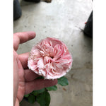 Sindo - English Rose Live Plant Buy 10 FREE 1  , Exquisite Blooms for Singapore's Climate , au19