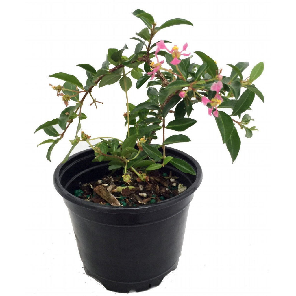 Sindo - Juicy Delight  Malpighia Emarginata - Barbados Cherry for Your Garden