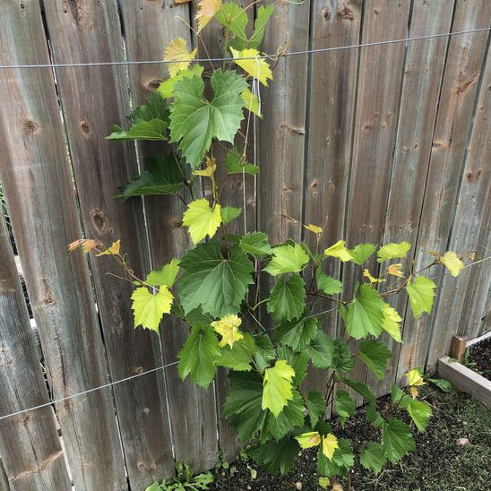 Sindo - Red Prince Grape Vine  Singapore's Captivating Red Prince Grape Vine