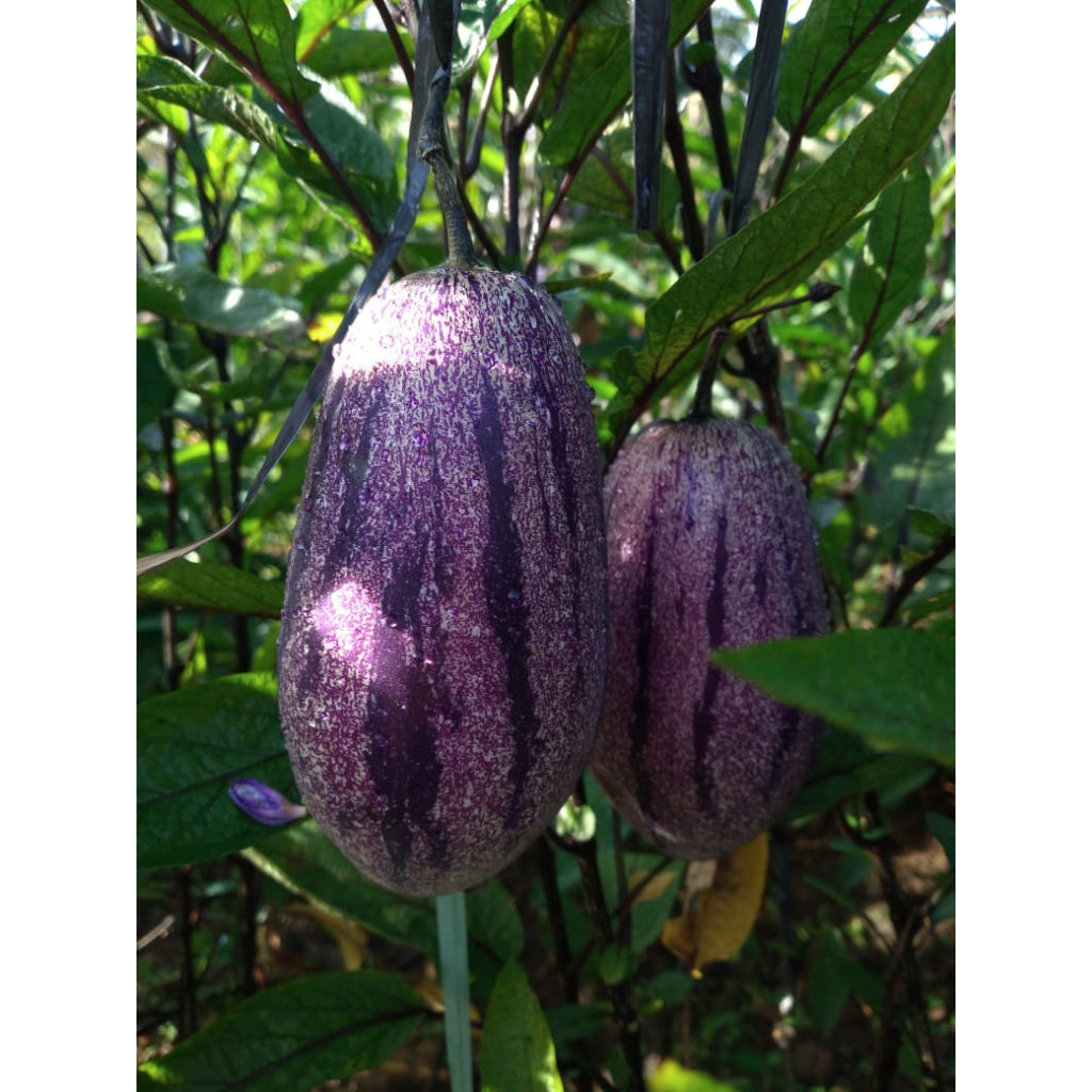 Sindo - Exotic Delight  Solanum muricatum - Discover the Refreshing Sweetness of Nature's Melon Pear