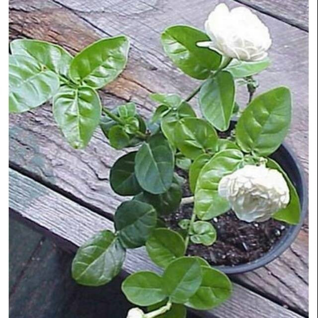 Sindo - Tuscany Jasmine  Captivating Fragrance and Elegance for Your Garden By Krapyak