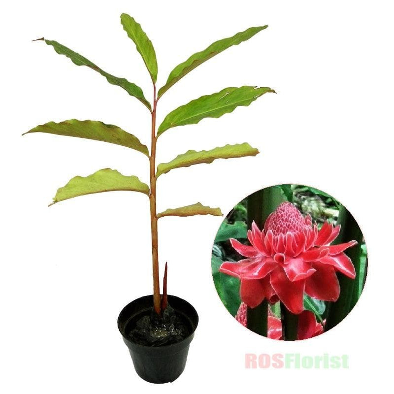 Sindo - Torch Ginger Kecombrang  Exotic Beauty for Your Garden ByKrapyak