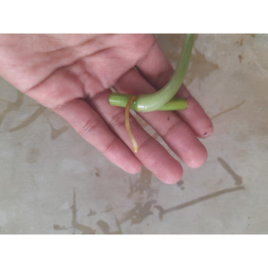 Sindo - Caring for Syngonium Mojito Fresh Cuttings  Year-round Care Guide