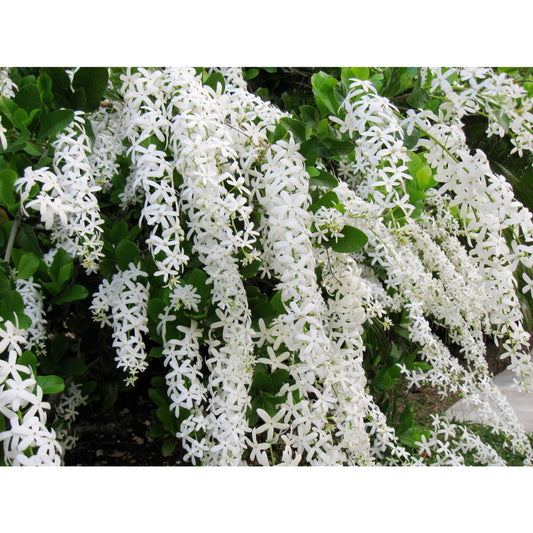 Sindo - Exquisite Sandpaper Vine  Enhance Your Garden with White Petrea Volubilis Majesty