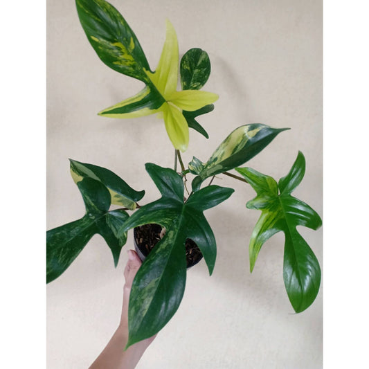 Sindo - Philodendron Florida Beauty Variegated | Tropical Delight for Your Indoor Oasis