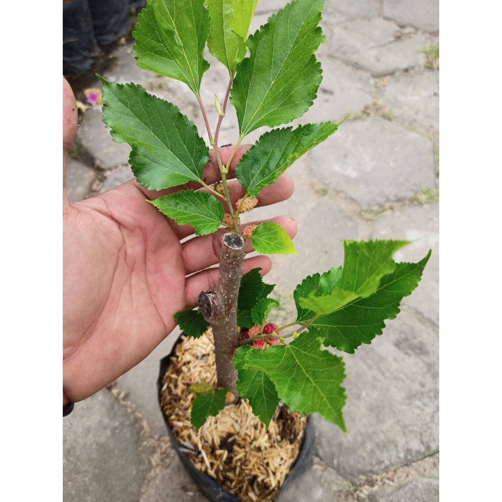 Sindo - Tropical Delight  Morus - Your Exquisite Mulberry Tree for Gardening Bliss
