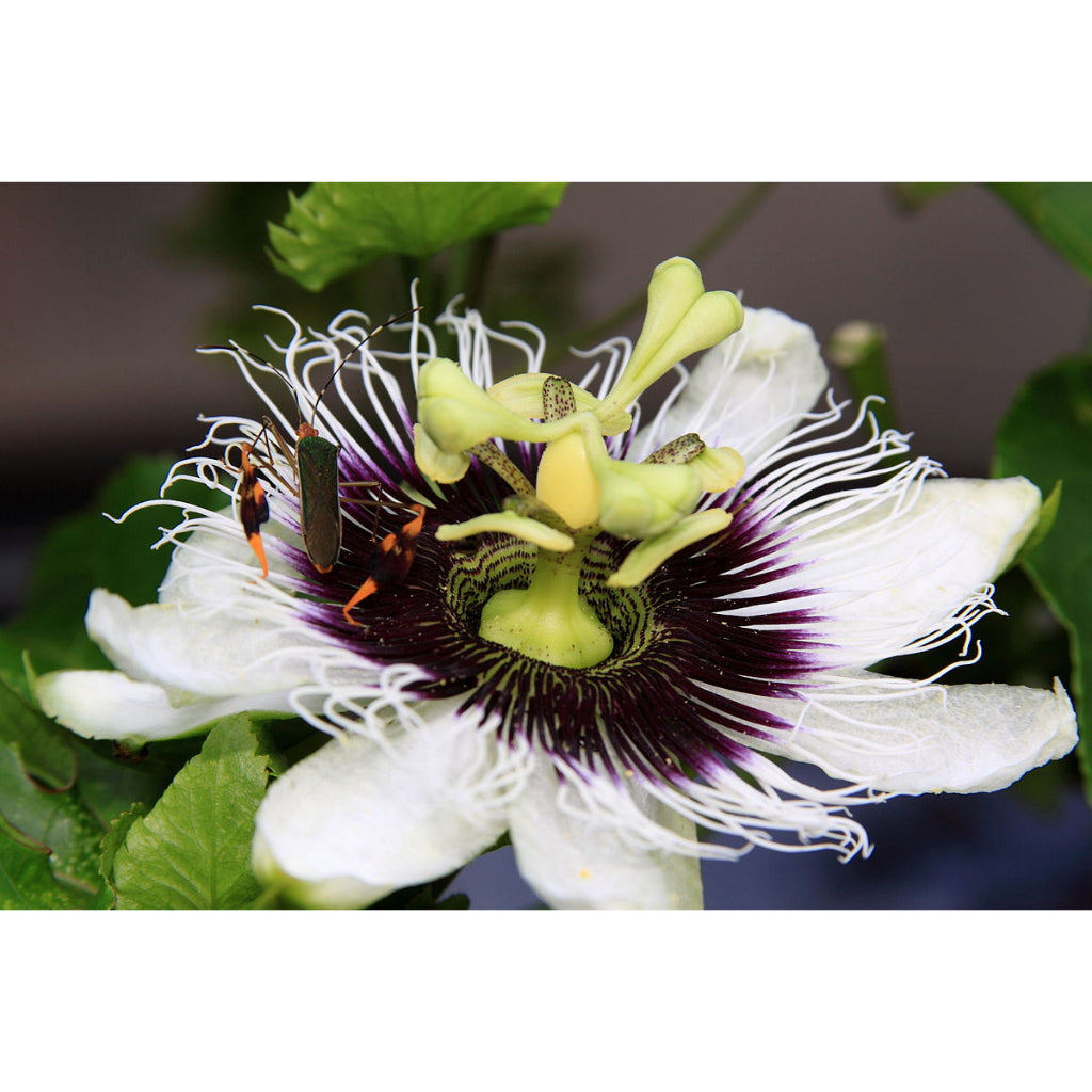Sindo - Tropical Bliss  Passion Fruit - Grow Your Own Exotic Delight in Your Garden