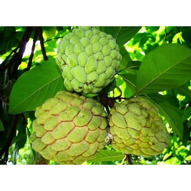 Sindo - Annona squamosa  Embracing the Exotic Allure of Sugar Apple, Natures Sweet Delight