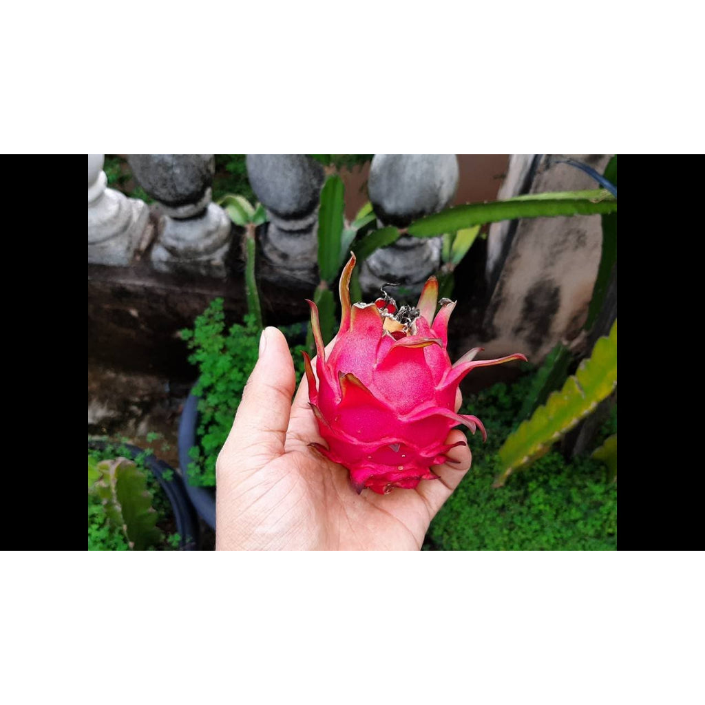 Sindo - Exotic Delights  Selenicereus Undatus - Dragon Fruit for Your Garden Oasis