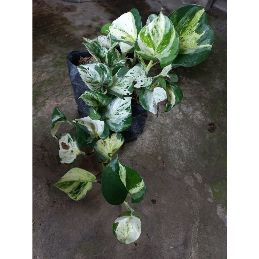 Sindo - Epipremnum Manjula - Enhance Your Garden with this Gorgeous Climbing Plant