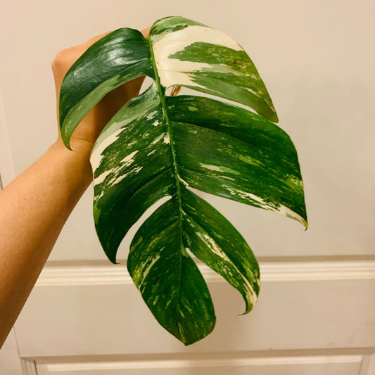 Sindo - Epipremnum Variegated Fresh Cutting  Year-Round Care Guide