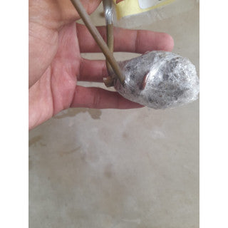 Sindo - Caring for Philodendron Ataba x Billitiae Fresh Cuttings  Year-round Care Guide