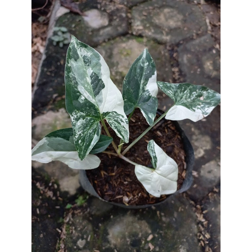 Sindo - Exquisite Elegance  Syngonium Emerald Gem - Enhance Your Garden with Grace