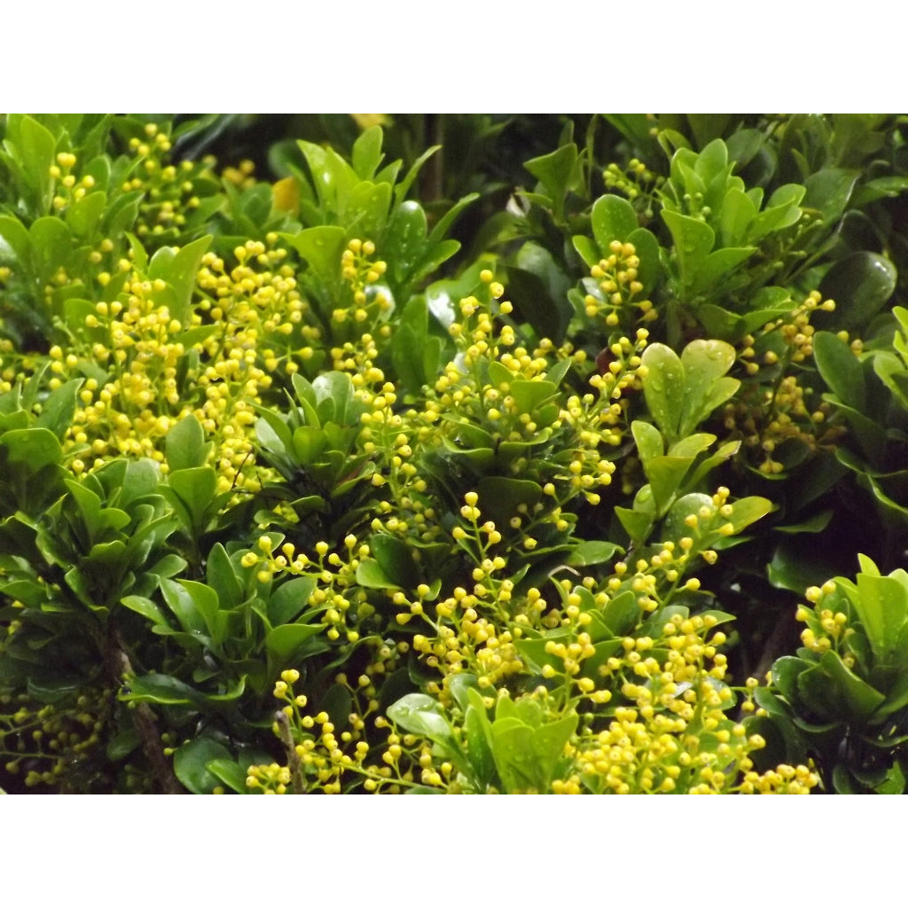 Sindo - Exquisite Fragrance  Aglaia Odorata Lour - Elevate Your Garden