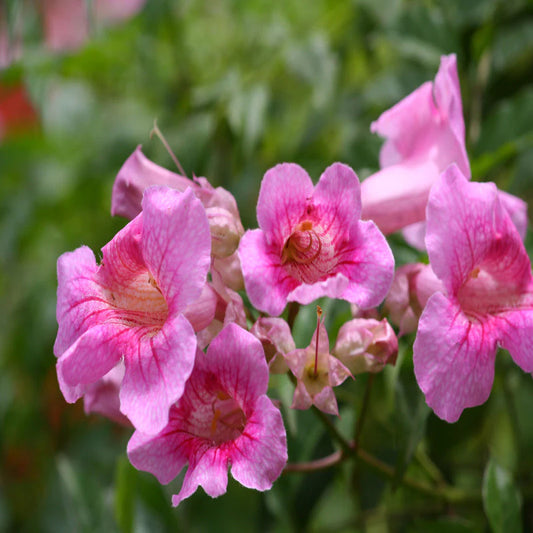 Sindo - Tecomaria Pink  A Blossoming Symphony of Grace and Elegance Live Indoor Plant