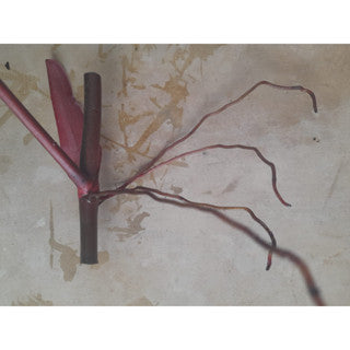 Sindo - Caring for Philodendron Dark Lord Fresh Cuttings  Year-round Care Guide