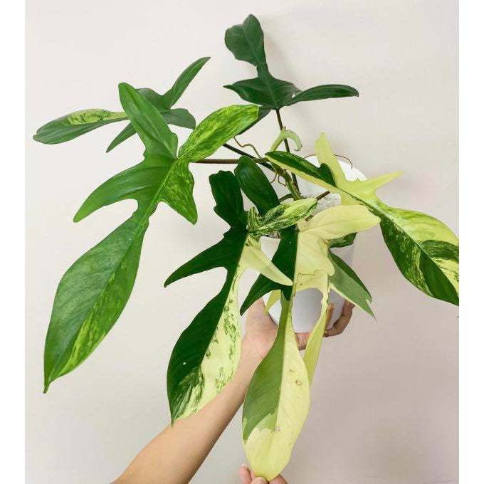 Sindo - Caring for Philodendron Florida Beauty Variegated Fresh Cuttings  Year-round Care Guide