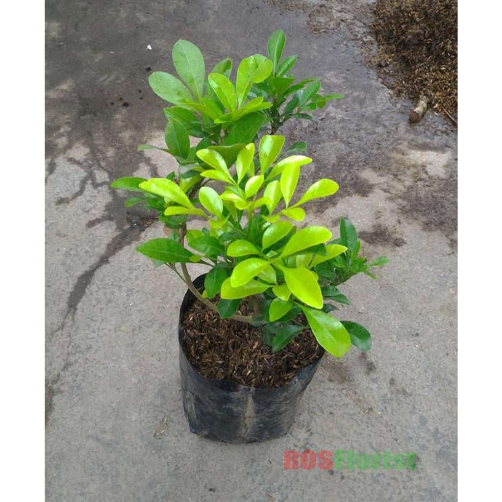 Sindo - Exquisite Fragrance  Aglaia Odorata Lour - Elevate Your Garden