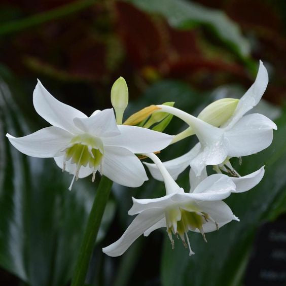 Sindo - Eucharis grandiflora  The Enchanting Beauty of Amazonian Lily