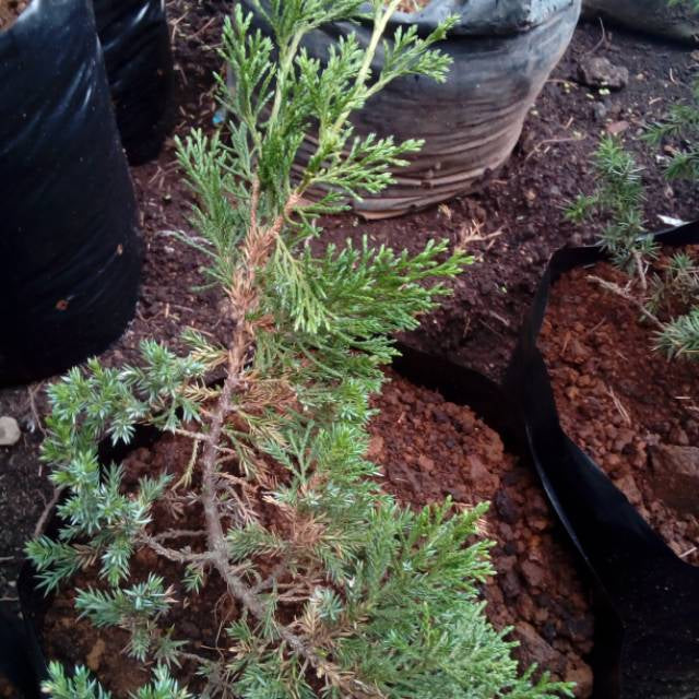 Sindo - The Majestic Juniperus Chinensis  From Seedling to Bonsai Elegance For Bonsai
