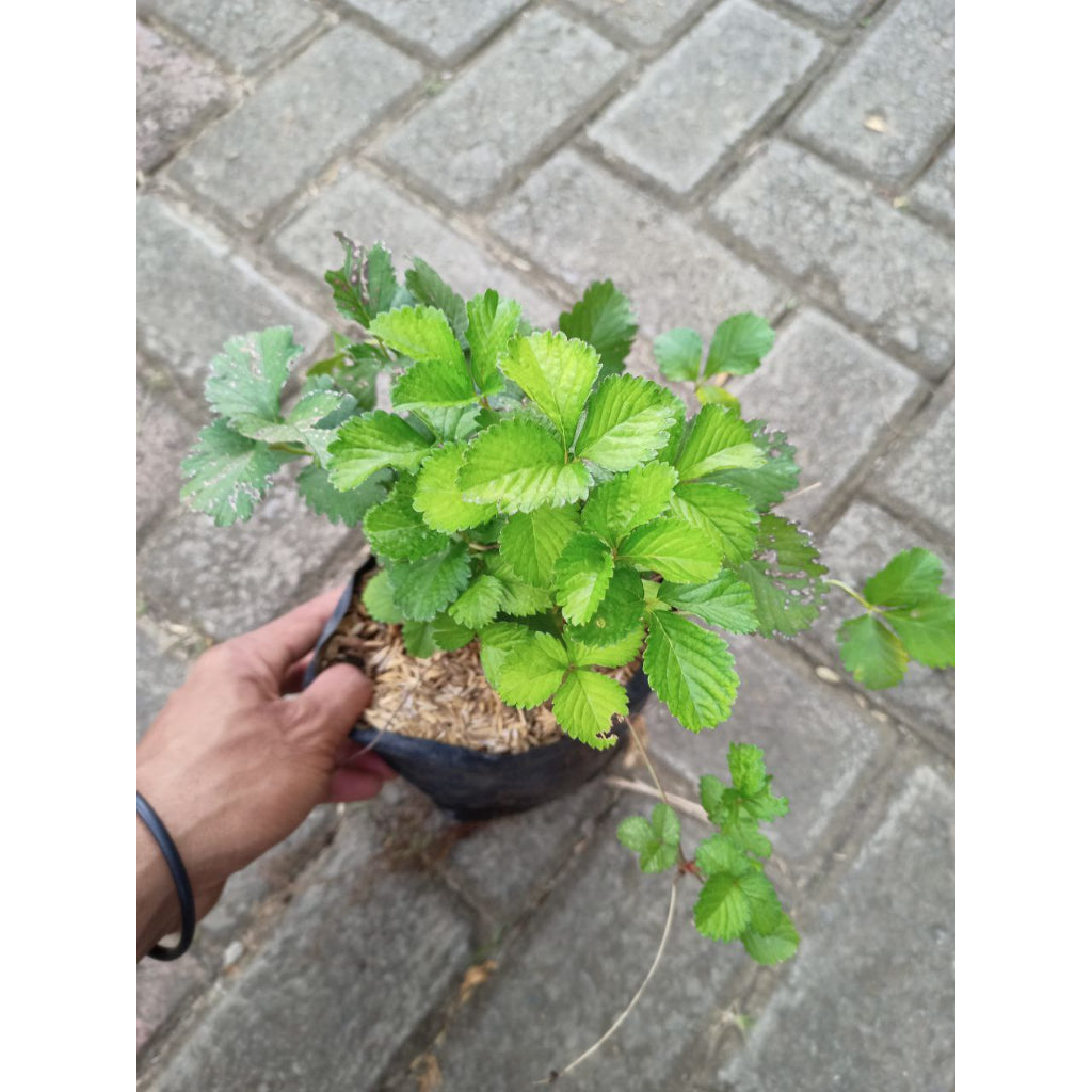 Sindo - Mock Strawberry Plant | Hardy, Beautiful, and Easy to Grow – Start Your Garden Today!