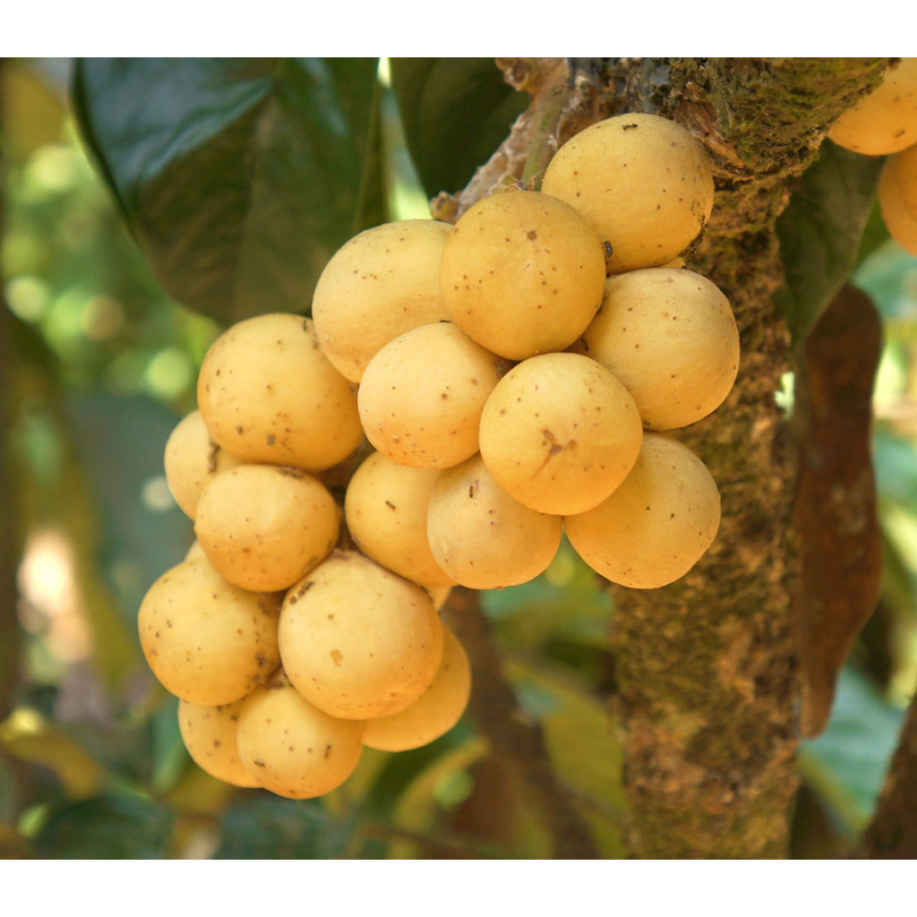 Sindo - Lansium domesticum   Experience the Delight of Lansium domesticum