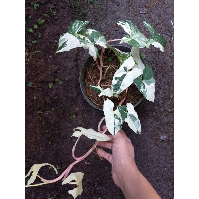 Sindo - Exquisite Elegance  Syngonium Emerald Gem - Enhance Your Garden with Grace