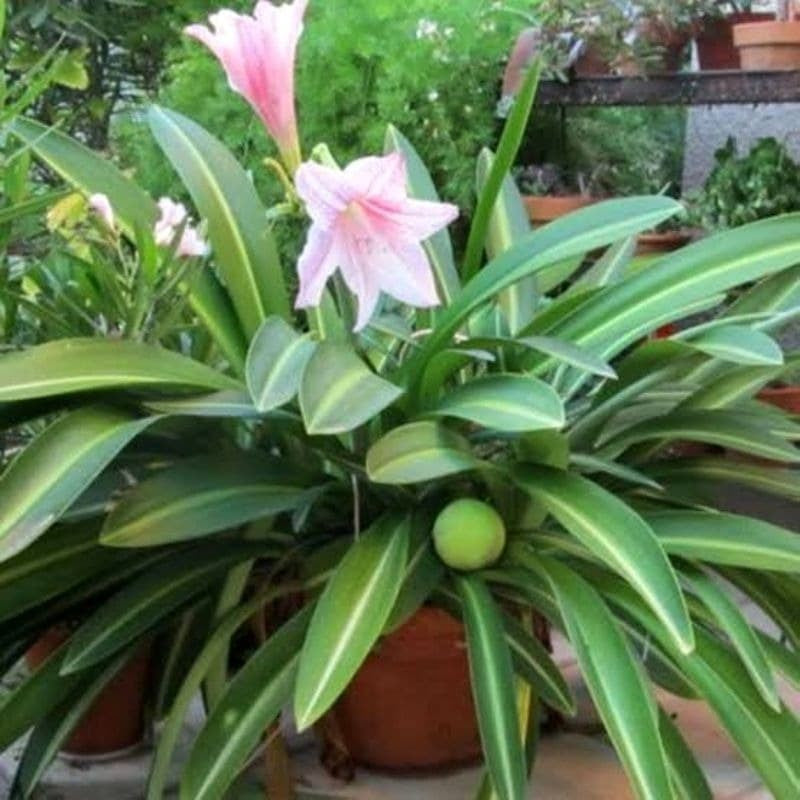 Sindo - Hippeastrum Reticulatum   Exquisite Blooms and Majestic Splendor for Your Floral Haven