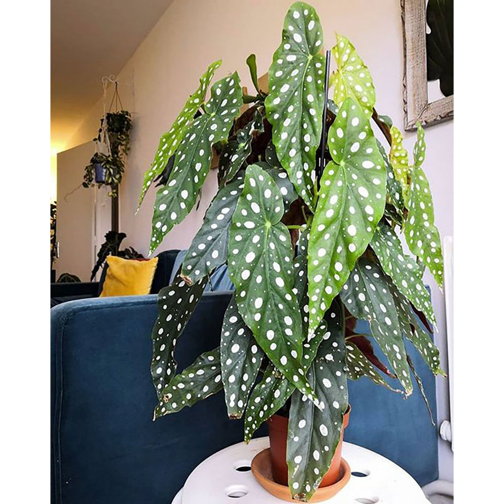 Sindo - Caring for Begonia Maculata Polkadot Fresh Cuttings  Year-round Care Tips