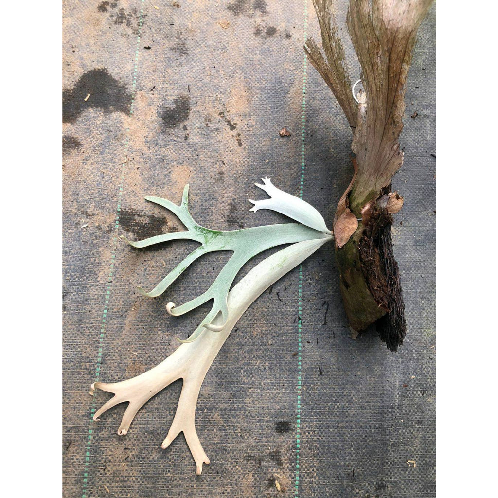 Sindo - platycerium willinkii   Add Elegance and Charm to Your Indoor Garden Live Indoor Plant