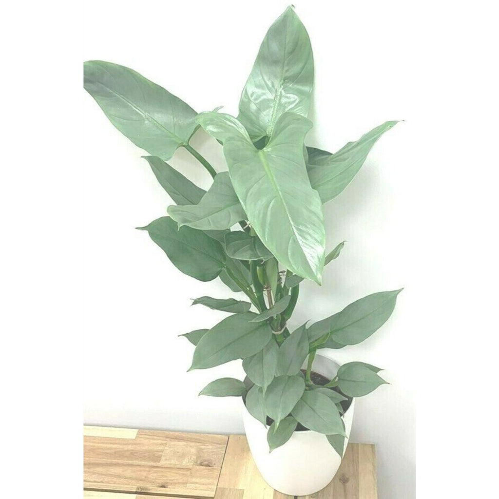 Sindo - Caring for Philodendron Hastatum Silver Fresh Cuttings  Year-round Care Tips