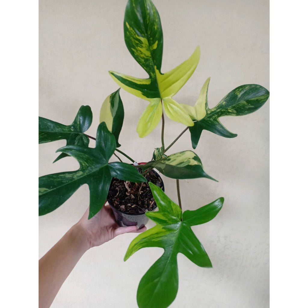 Sindo - Philodendron Florida Beauty Variegated | Tropical Delight for Your Indoor Oasis