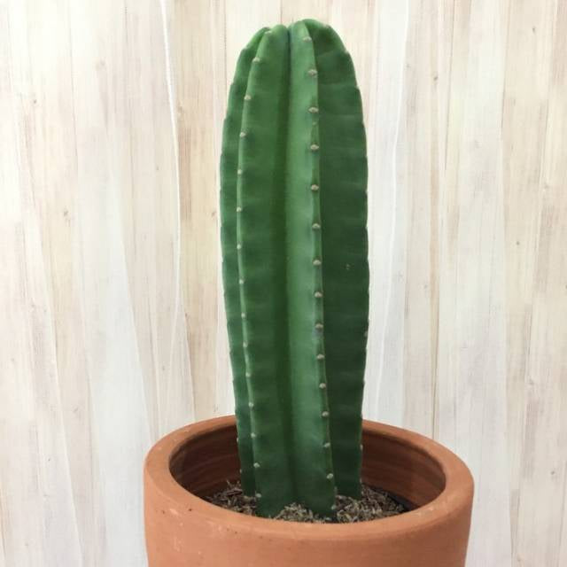 Sindo - Thornless Cactus Plant - Easy and Safe Gardening Delight ( bare rooted )