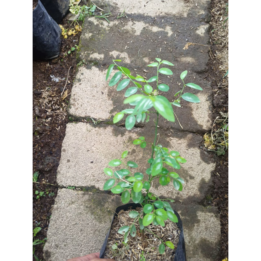 Sindo - Sweet Leaf Bush / Katuk  Your Flavorful and Nutritious Garden Companion