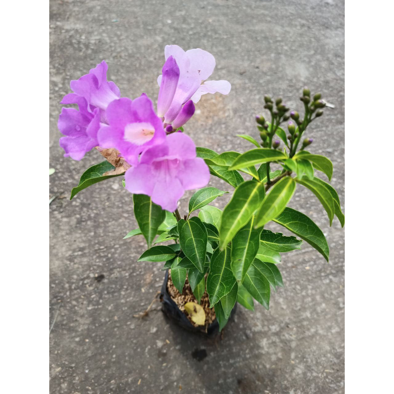 Sindo - Garlic Vine  Mansoa Hymenaea, A Fragrant Delight for Your Garden