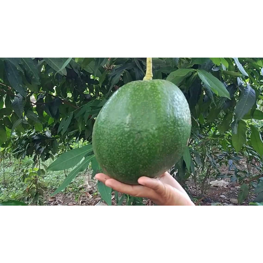 Sindo - Avocado Delights  Grafted Persea Americana Varieties for Your Garden