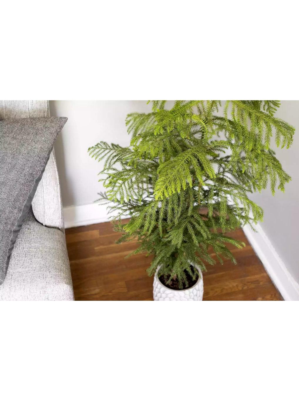 Sindo - Evergreen Majesty  Norfolk Island Pine - Transform Your Home with Nature's Grace