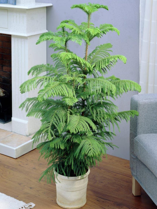 Sindo - Evergreen Majesty  Norfolk Island Pine - Transform Your Home with Nature's Grace