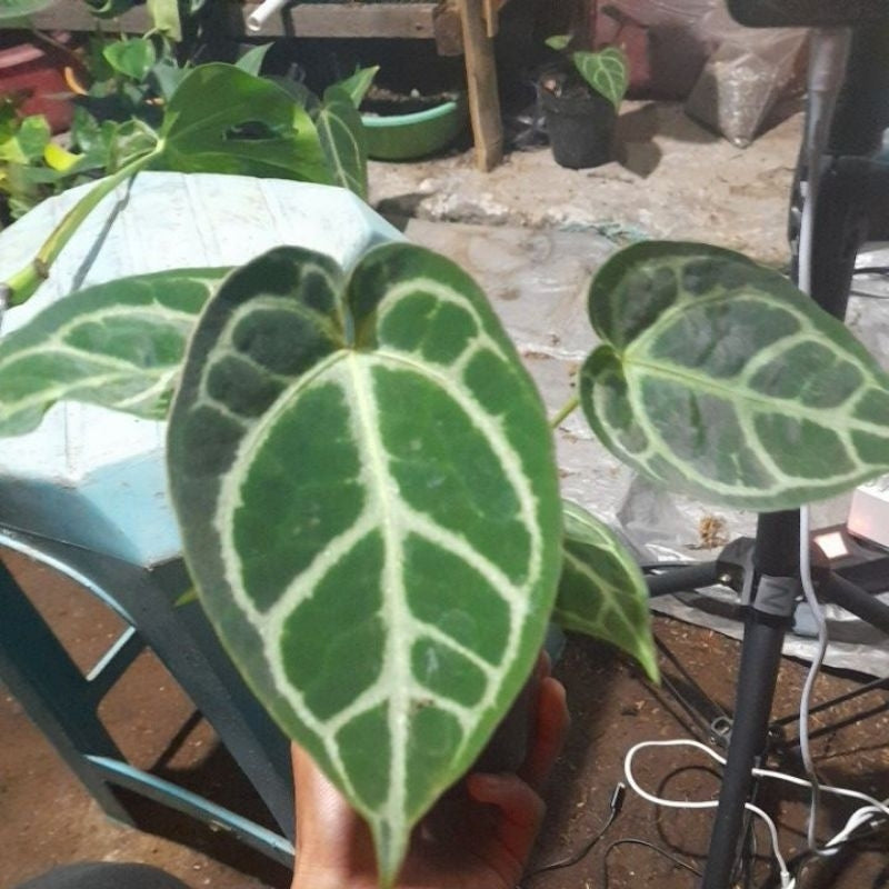 Sindo - Anthurium Hybrid | Live Plant for Your Garden or Indoor Space